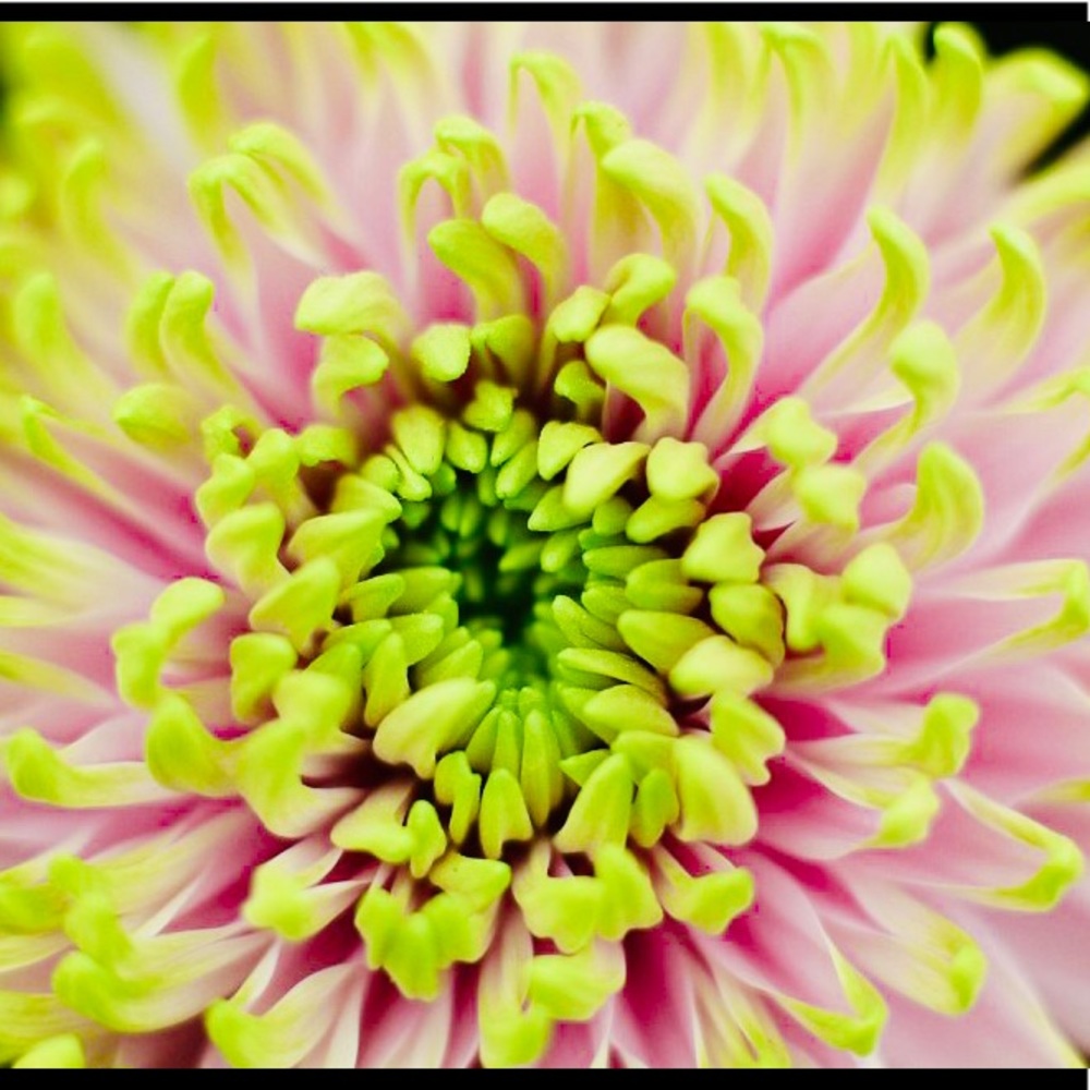 🌼💚🌼💚🌼💚🌼💚🌼💚🌼💚🌼💚🌼💚🌼 - Picture 10 of 12